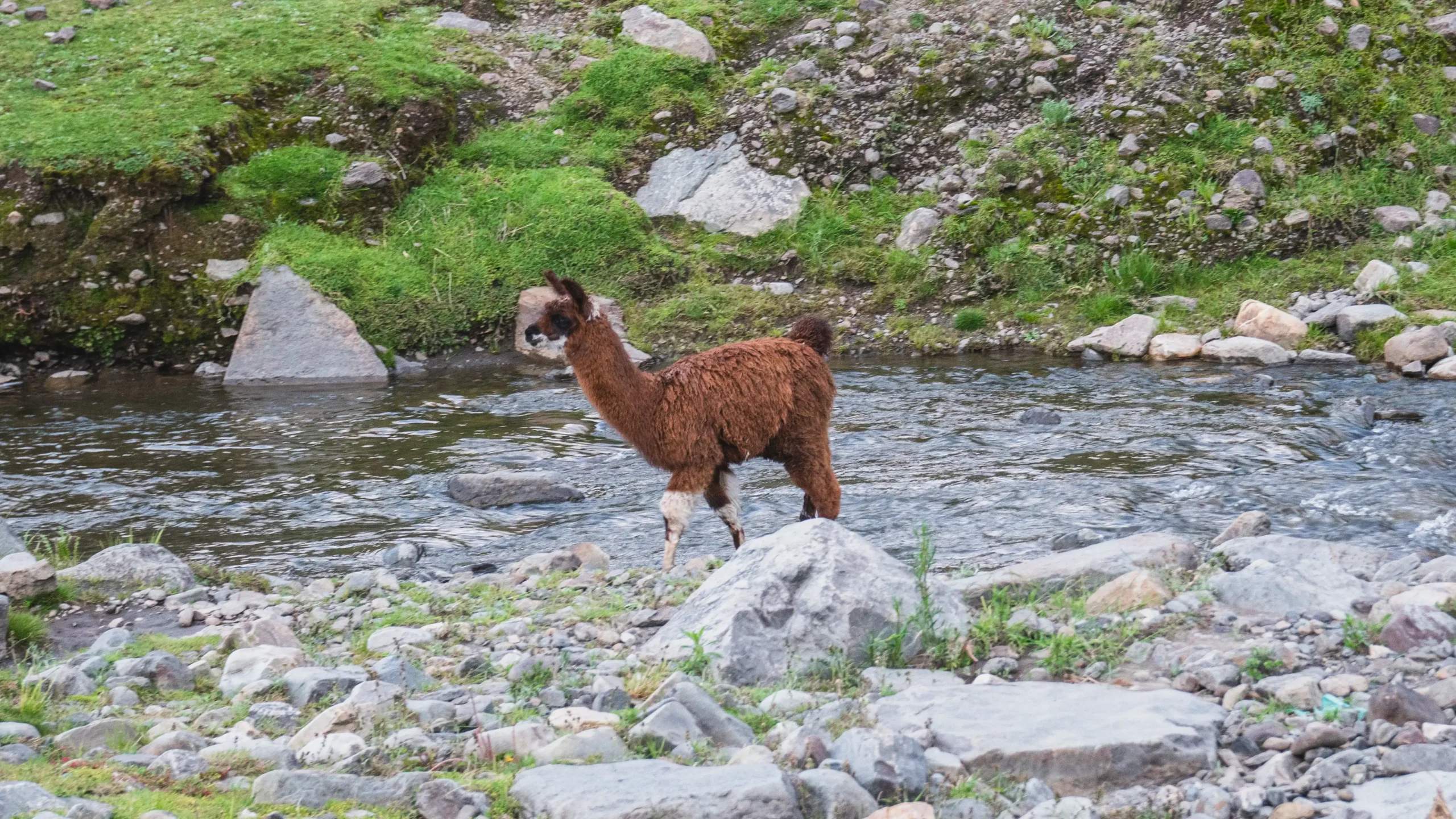 Esperienza unica: passeggiata con alpaca per famiglie nel cuore della natura